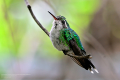Cynanthus forficatus