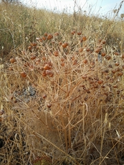 Prangos ferulacea