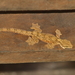 Cambodian Flying Gecko - Photo (c) Andrew Pierce, some rights reserved (CC BY-NC), uploaded by Andrew Pierce