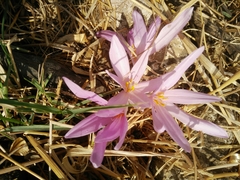 Colchicum hierosolymitanum