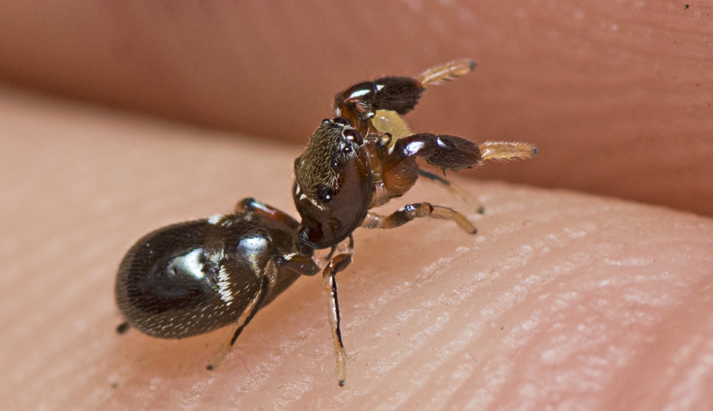 Orange Ant Mimics
