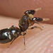 Orange Ant Mimics - Photo (c) tjeales, some rights reserved (CC BY-SA), uploaded by tjeales