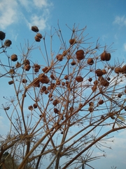 Prangos ferulacea