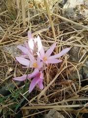 Colchicum hierosolymitanum