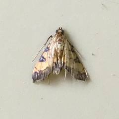 Ategumia ebulealis
