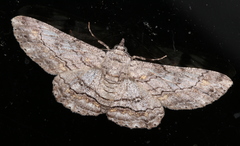 Cleora displicata