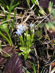 Gentiana thunbergii minor