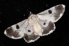 Cleora displicata