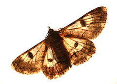 Cleora displicata
