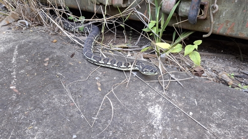 Coastal Carpet Python sighting