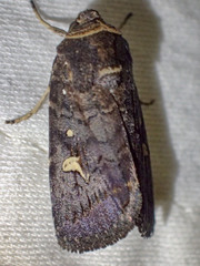 Proteuxoa hydraecioides