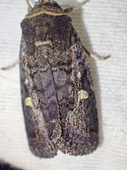 Proteuxoa hydraecioides