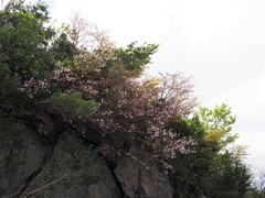 Prunus nipponica