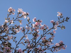 Prunus nipponica