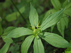 Paris verticillata