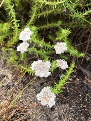 Metalasia pulchella