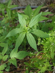 Paris verticillata