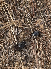 Scarabaeus cicatricosus