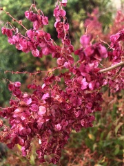 Rumex usambarensis