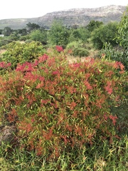 Rumex usambarensis