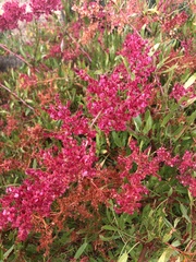 Rumex usambarensis