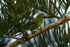 Cyanoramphus cookii