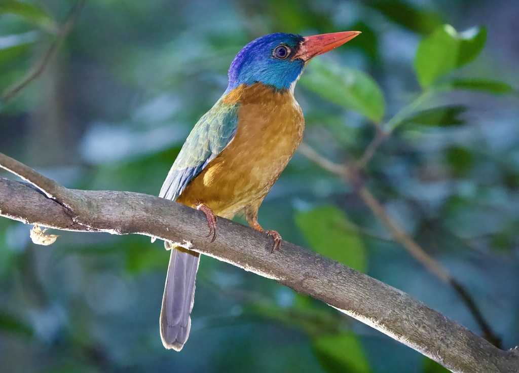 Green-backed Kingfisher photo