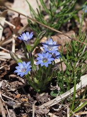 Gentiana thunbergii thunbergii