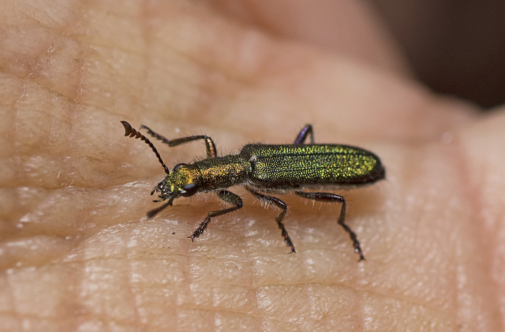 Eleale viridicollis