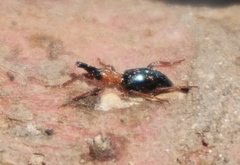 Cylas formicarius