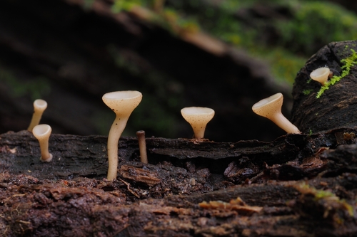 Tatraea macrospora