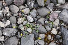 Ranunculus hyperboreus