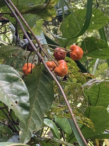Morinda umbellata iNat (3)