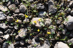 Ranunculus hyperboreus