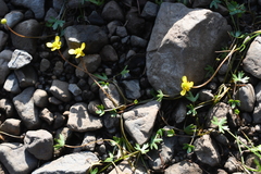 Ranunculus hyperboreus