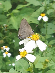 Deudorix epijarbas menesicles