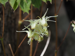 Epimedium koreanum