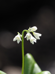 Clintonia udensis