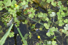 Ranunculus hyperboreus