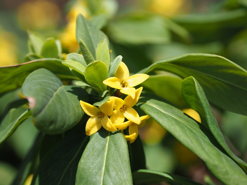 Daphne jezoensis iNat (3)