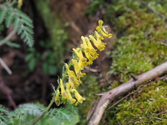 Corydalis pallida tenuis