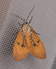 Asota iodamia
