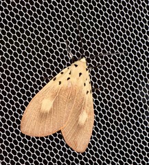 Asota iodamia