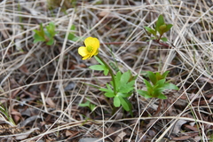 Ranunculus nivalis
