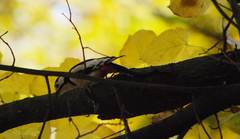 Dendrocopos leucopterus