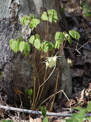 Epimedium koreanum