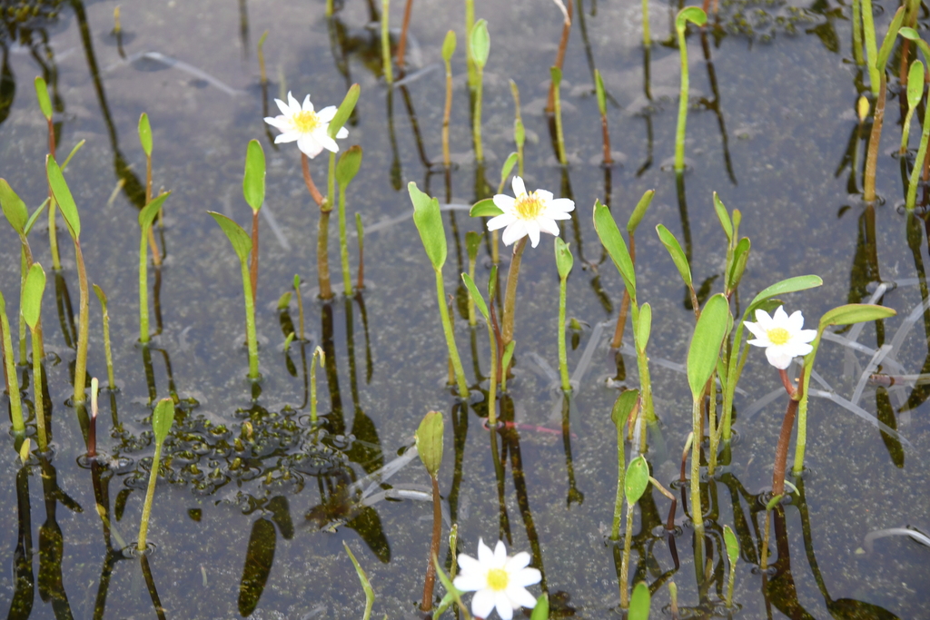 Pallas' Buttercup