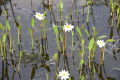 Ranunculus pallasii