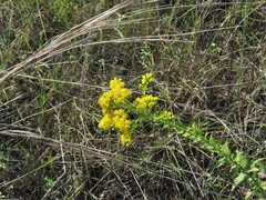 Solidago rigida glabrata