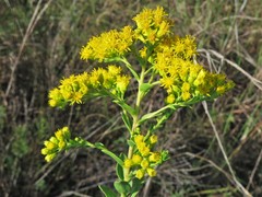 Solidago rigida glabrata